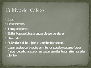 Luz: Semisombra. Temperaturas: Evitar los cambios bruscos de temperatura. Humedad: Pulverizar el follaje si el ambiente es seco. Las macetas cultivadas en interior pueden sacarse fuera (hacerlo de forma progresiva para evitar traumatismos a la planta). 