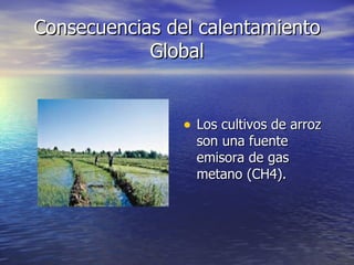 Consecuencias del calentamiento Global Los cultivos de arroz son una fuente emisora de gas metano (CH4). 