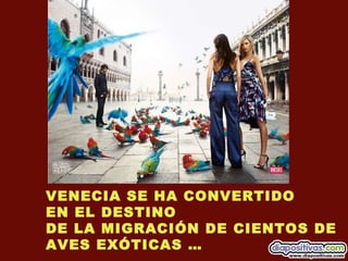 VENECIA SE HA CONVERTIDO  EN EL DESTINO DE LA MIGRACIÓN DE CIENTOS DE AVES EXÓTICAS … 