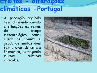 Efeitos - alterações climáticas -Portugal A produção agrícola tem diminuído devido a situações extremas do tempo meteorológico, como: queda de granizo e geada ou muitos dias sem chover, durante a Primavera, estragando muitas culturas agrícolas. 
