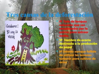 Tres causas de la deforestación 1º  Tala de bosques naturales que son remplazados por la palma para extraer aceite. 2º  Siembra de acacia destinada a la producción de papel . 3º Intento aunque fallido de utilizar los terrenos turbosos para cultivos de arroz . 