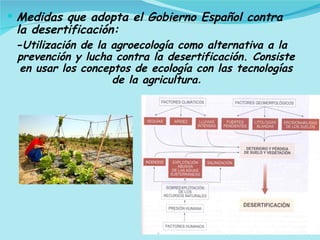 Medidas que adopta el Gobierno Español contra la desertificación: - Utilización de la agroecología como alternativa a la prevención y lucha contra la desertificación. Consiste en usar los conceptos de ecología con las tecnologías de la agricultura . 