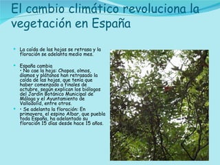 El cambio climático revoluciona la vegetación en España La caída de las hojas se retrasa y la floración se adelanta medio mes. España cambia • No cae la hoja: Chopos, olmos, álamos y plátanos han retrasado la caída de las hojas, que tenía que haber comenzado a finales de octubre, según explican los biólogos del Jardín Botánico Municipal de Málaga y el Ayuntamiento de Valladolid, entre otros. •  Se adelanta la floración: En primavera, el espino Albar, que puebla toda España, ha adelantado su floración 15 días desde hace 15 años. 