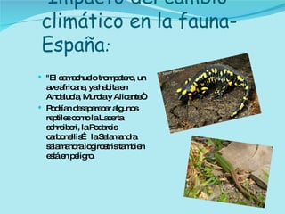 Impacto del cambio climático en la fauna- España : "El camachuelo trompetero, un ave africana, ya habita en Andalucía, Murcia y Alicante“. Podrían desaparecer algunos reptiles como la Lacerta schreiberi, la Podarcis carbonellis… la Salamandra salamandra logirostris tambien está en peligro. 