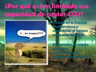 ¿Por qué es tan limitada esa capacidad de captar CO2? Porque en la España Mediterránea y continental el bosque crece muy despacio.  En períodos de sequía el bosque mediterráneo es incluso emisor de CO2. 