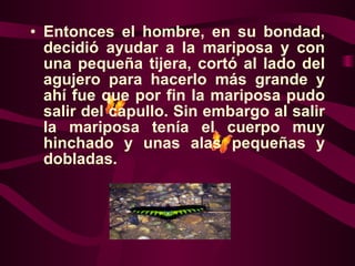 Entonces el hombre, en su bondad, decidió ayudar a la mariposa y con una pequeña tijera, cortó al lado del agujero para hacerlo más grande y ahí fue que por fin la mariposa pudo salir del capullo. Sin embargo al salir la mariposa tenía el cuerpo muy hinchado y unas alas pequeñas y dobladas. 