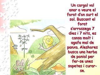 Un cargol vol anar a veure el forat d’on surt el sol. Buscant el forat s’arrossega 7 dies i 7 nits, es cansa molt i agafa mal de panxa. Aleshores busca una herba de poniol per fer-se unes sopetes i curar-se. 