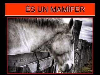 ÉS UN MAMÍFER 