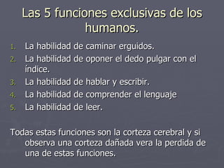 Las 5 funciones exclusivas de los humanos. La habilidad de caminar erguidos. La habilidad de oponer el dedo pulgar con el índice. La habilidad de hablar y escribir. La habilidad de comprender el lenguaje La habilidad de leer. Todas estas funciones son la corteza cerebral y si observa una corteza dañada vera la perdida de una de estas funciones. 