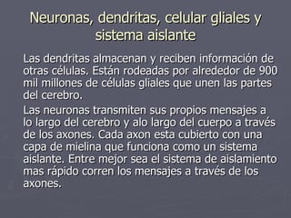 Neuronas, dendritas, celular gliales y sistema aislante Las dendritas almacenan y reciben información de otras células. Están rodeadas por alrededor de 900 mil millones de células gliales que unen las partes del cerebro. Las neuronas transmiten sus propios mensajes a lo largo del cerebro y alo largo del cuerpo a través de los axones. Cada axon esta cubierto con una capa de mielina que funciona como un sistema aislante. Entre mejor sea el sistema de aislamiento mas rápido corren los mensajes a través de los axones.  