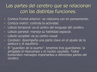 Las partes del cerebro que se relacionan con las distintas funciones. Corteza frontal anterior: se relaciona con en pensamiento. Corteza motriz: controla la actividad. Lóbulo temporal: es el centro del lenguaje del cerebro. Lóbulo parietal: maneja su habilidad espacial. Lóbulo occipital: es su centro visual. Cerebelo: desempeña una parte clave en el ajuste de la postura y el equilibrio. El “guardián de la puerta”: tenemos tres guardianes: la amígdala el hipocampo y el núcleo caudado. Todos transmiten mensajes importantes a diferentes partes del cerebro. 