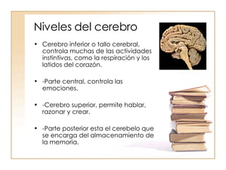 Niveles del cerebro Cerebro inferior o tallo cerebral, controla muchas de las actividades instintivas, como la respiración y los latidos del corazón. -Parte central, controla las emociones. -Cerebro superior, permite hablar, razonar y crear. -Parte posterior esta el cerebelo que se encarga del almacenamiento de la memoria. 