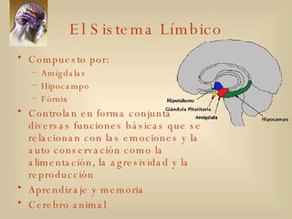 El Sistema Límbico Compuesto por: Amígdalas Hipocampo Fórnix Controlan en forma conjunta diversas funciones básicas que se relacionan con las emociones y la auto conservación como la alimentación, la agresividad y la reproducción Aprendizaje y memoria Cerebro animal 