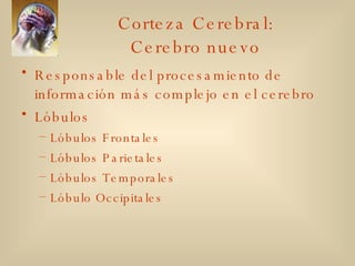 Corteza Cerebral:  Cerebro nuevo  Responsable del procesamiento de información más complejo en el cerebro Lóbulos Lóbulos Frontales Lóbulos Parietales Lóbulos Temporales Lóbulo Occipitales 
