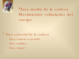 Área motriz de la corteza Movimientos voluntarios del cuerpo Área sensorial de la corteza Área somato sensorial Área auditiva Área visual 