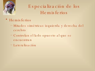 Especialización de los Hemisferios Hemisferios Mitades simétricas izquierda y derecha del cerebro Controlan el lado opuesto al que se encuentran Lateralización 