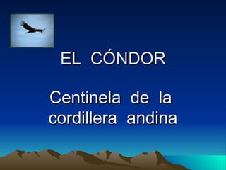 EL  CÓNDOR Centinela  de  la  cordillera  andina 