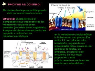 FUNCIONES DEL COLESTEROL: El colesterol es imprescindible para la vida por numerosas funciones: Estructural:  El colesterol es un componente muy importante de las membranas celulares de los animales (no existe en los vegetales). Aunque el colesterol se encuentra en pequeña cantidad en las membranas celulares,  en la membrana citoplasmática lo hallamos en una proporción molar 1:1 con relación a los fosfolípidos, regulando sus propiedades físico-químicas, en particular la fluidez. Sin embargo, el colesterol se encuentra en muy baja proporción o está prácticamente ausente en las membranas subcelulares.   