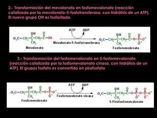 2.- Transformación del mevalonato en fosfomevalonato (reacción catalizada por la mevalonato-5-fosfotransferasa, con hidrólisis de un ATP). El nuevo grupo OH es fosforilado. 3.- Transformación del fosfomevalonato en 5-fosfomevalonato (reacción catalizada por la fosfomevalonato cinasa, con hidrólisis de un ATP). El grupos fosfato es convertido en pirofosfato 