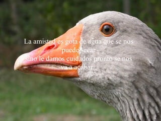 La amistad es gota de agua que se nos puede secar sino le damos cuidados pronto se nos va a acabar  . 