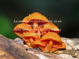 La amistad es cosa extraña, es un canto de verdad tiene letra de franqueza y música celestial.   