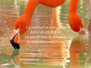 La amistad es una perla difícil de encontrar ya que tu y yo la tenemos la debemos conservar. 