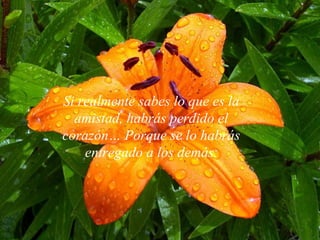 Si realmente sabes lo que es la amistad, habrás perdido el corazón… Porque se lo habrás entregado a los demás. 