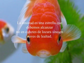 La amistad es una estrella que debemos alcanzar no en cohetes de locura sino en naves de lealtad . 