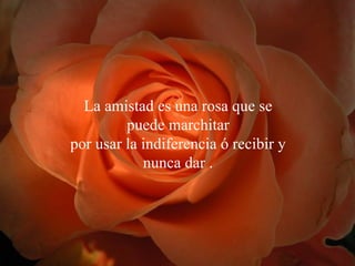 La amistad es una rosa que se puede marchitar por usar la indiferencia ó recibir y nunca dar  . 
