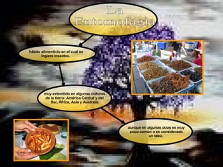 La  Entomofagia aunque en algunas otras es muy poco común o es considerado un tabú.  hábito alimenticio en el cual se ingiere insectos.  muy extendido en algunas culturas de la tierra: América Central y del Sur, África, Asia y Australia 