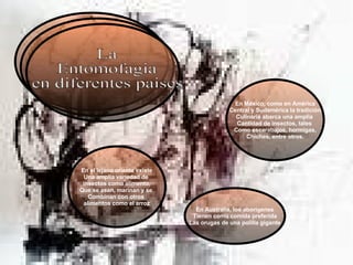 La  Entomofagia en diferentes paises En México, como en América Central y Sudamérica la tradición Culinaria abarca una amplia  Cantidad de insectos, tales  Como escarabajos, hormigas, Chiches, entre otros. En el lejano oriente existe Una amplia variedad de  insectos como alimento, Que se asan, marinan y se  Combinan con otros  alimentos como el arroz En Australia, los aborígenes Tienen como comida preferida Las orugas de una polilla gigante 