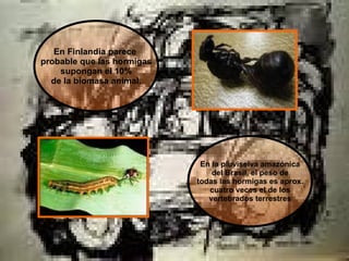 En la pluviselva amazónica del Brasil, el peso de  todas las hormigas es aprox. cuatro veces el de los  vertebrados terrestres En Finlandia parece  probable que las hormigas supongan el 10%  de la biomasa animal. 