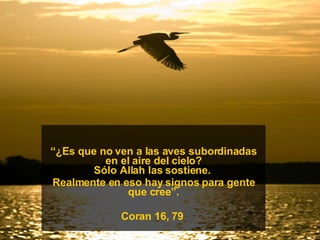 “ ¿Es que no ven a las aves subordinadas en el aire del cielo? Sólo Allah las sostiene.  Realmente en eso hay signos para gente que cree”. Coran 16, 79  