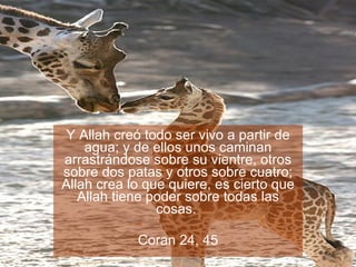 Y Allah creó todo ser vivo a partir de agua; y de ellos unos caminan arrastrándose sobre su vientre, otros sobre dos patas y otros sobre cuatro; Allah crea lo que quiere, es cierto que Allah tiene poder sobre todas las cosas.  Coran 24, 45 