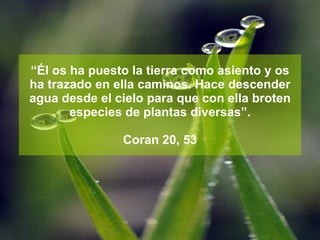 “ Él os ha puesto la tierra como asiento y os ha trazado en ella caminos. Hace descender agua desde el cielo para que con ella broten especies de plantas diversas”. Coran 20, 53 