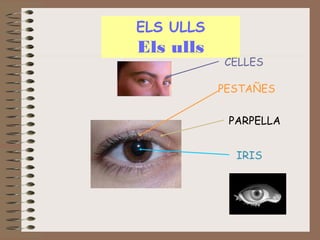 ELS ULLS

Els ulls

CELLES
PESTAÑES
PARPELLA
IRIS

 