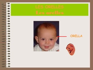 LES ORELLES

Les orelles

ORELLA

 