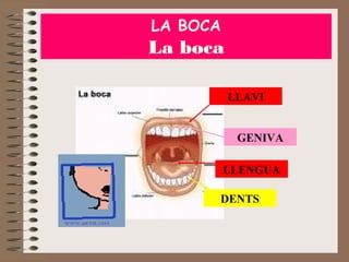 LA BOCA

La boca
LLAVI
GENIVA
LLENGUA
DENTS

 