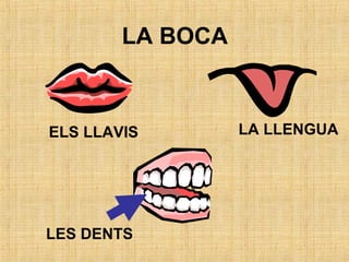 LA BOCA
ELS LLAVIS LA LLENGUA
LES DENTS
 