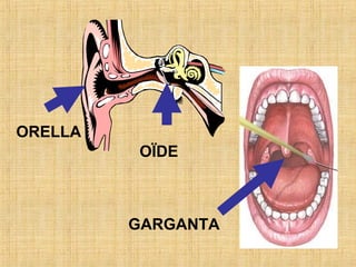 ORELLA
OÏDE
GARGANTA
 