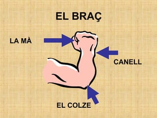EL BRAÇ
LA MÀ
CANELL
EL COLZE
 