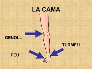 GENOLL
TURMELL
PEU
LA CAMA
 