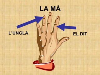 L’UNGLA EL DIT
LA MÀ
 