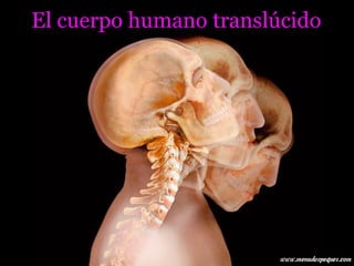 El cuerpo humano translúcido 