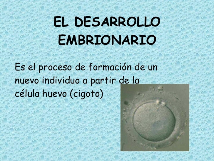 Resultado de imagen para desarrollo embrionario mapa mental