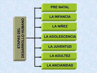 PRE NATAL

                      LA INFANCIA
DESARROLLO HUMANO
                       LA NIÑEZ
    ETAPAS DEL




                    LA ADOLESCENCIA

                      LA JUVENTUD

                      LA ADULTEZ

                     LA ANCIANIDAD
 