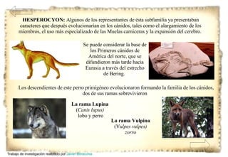 Se puede considerar la base de los Primeros cánidos de América del norte, que se difundieron más tarde hacia Eurasia a través del estrecho de Bering.  HESPEROCYON:  Algunos de los representantes de ésta subfamilia ya presentaban caracteres que después evolucionarían en los cánidos, tales como el alargamiento de los miembros, el uso más especializado de las Muelas carniceras y la expansión del cerebro.   Los descendientes de este perro primigéneo evolucionaron formando la familia de los cánidos, dos de sus ramas sobrevivieron  La rama Lupina  ( Canis lupus) lobo y perro La rama Vulpina ( V ulpes vulpes) zorro Trabajo de investigación realizado por  Javier Boracchia   