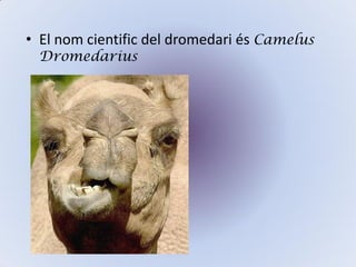 • El nom cientific del dromedari és Camelus
Dromedarius
 