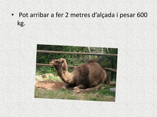 • Pot arribar a fer 2 metres d’alçada i pesar 600
kg.
 