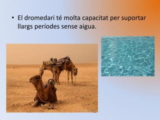 • El dromedari té molta capacitat per suportar
llargs períodes sense aigua.
 